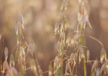 Rice Cream background